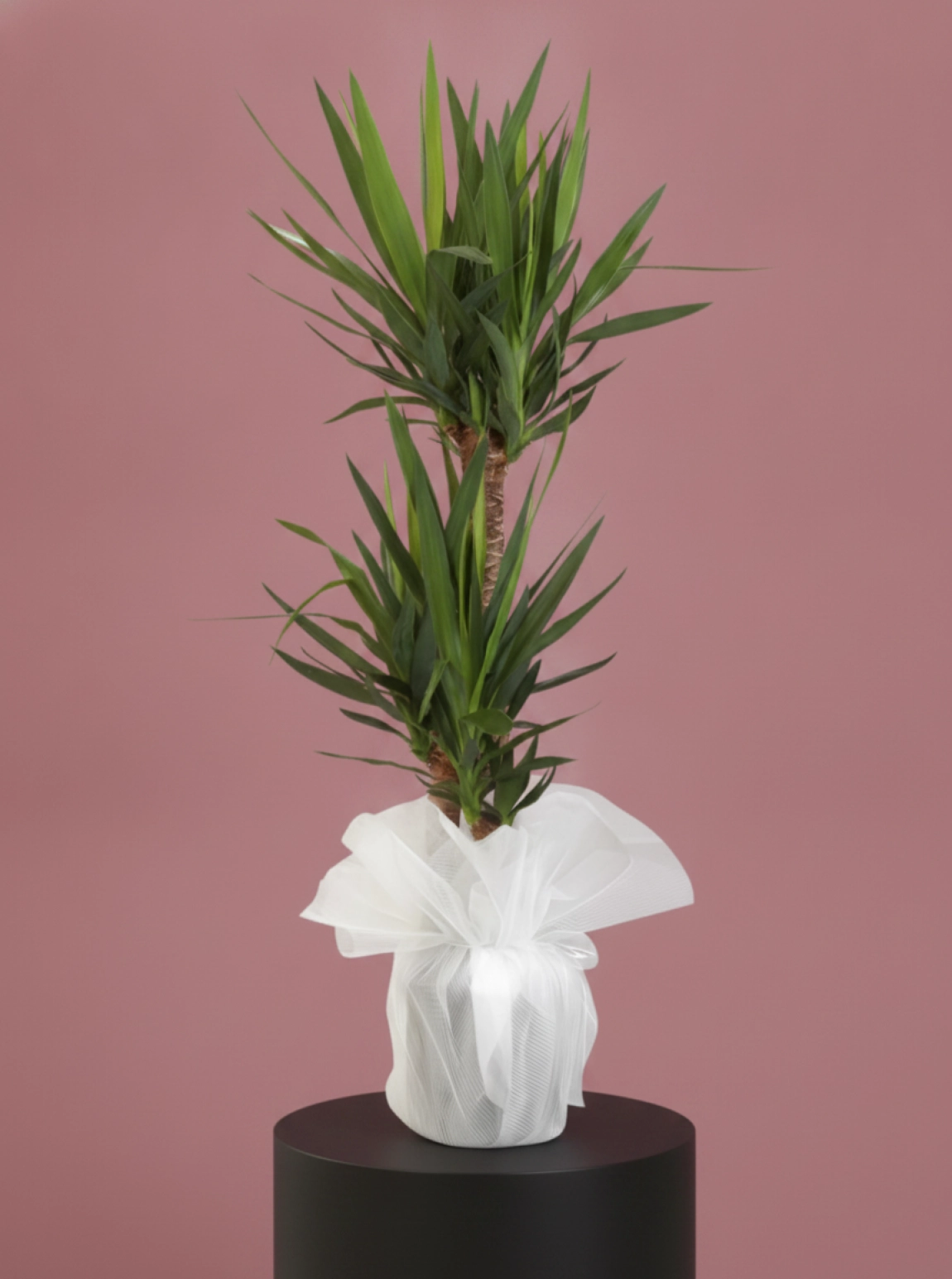3'Lü Yucca Çiçeği