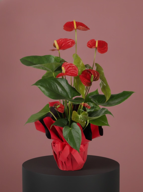 Antoryum (Flamingo Çiçeği)
